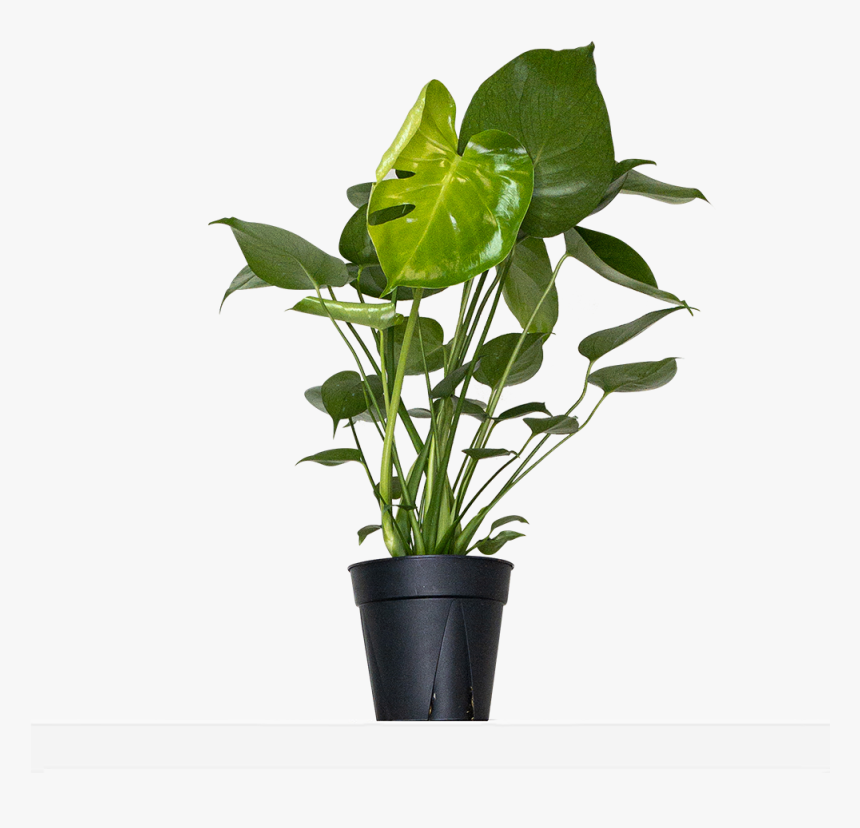 Flowerpot, HD Png Download