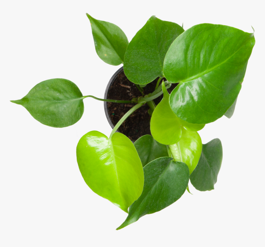 Bay Laurel, HD Png Download