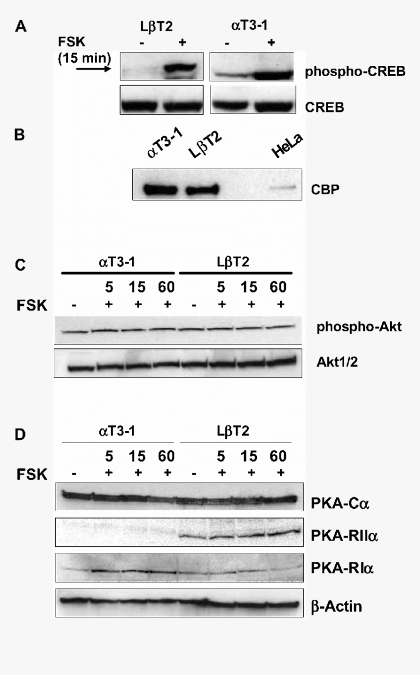 Sheet Music, HD Png Download