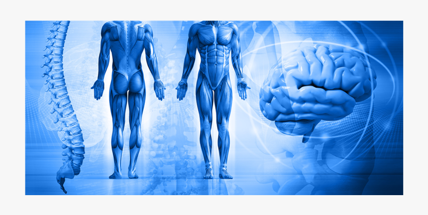 Mindmuscle, HD Png Download