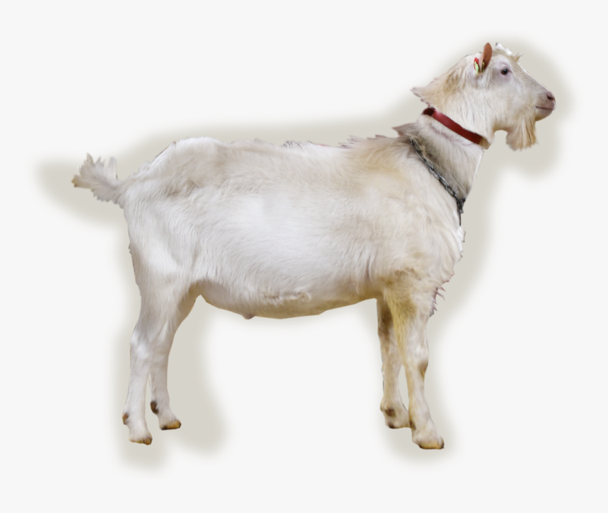 Nl/abc/upload/bokfoto1 Benjamin - Goat, HD Png Download