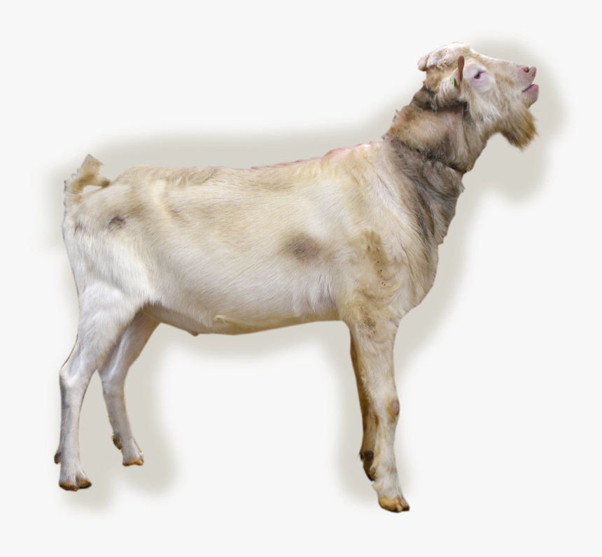 Nl/abc/upload/bokfoto1 Hector - Goat, HD Png Download