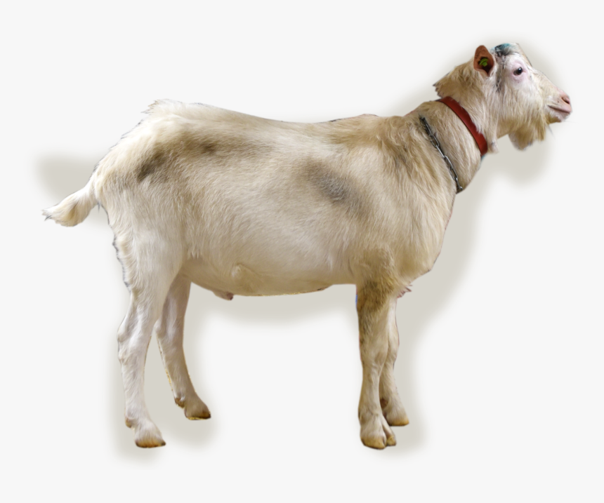 Nl/abc/upload/bokfoto1 Ikon - Goat, HD Png Download