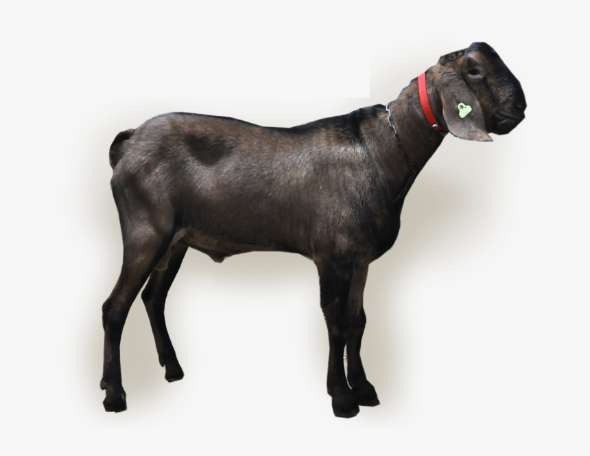 Nl/abc/upload/bokfoto1 Ilias - Goat, HD Png Download