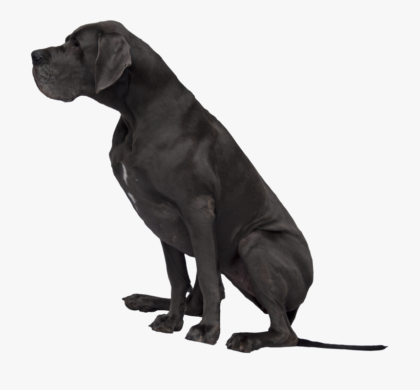 Black Great Dane Png Image - Black Great Dane Png, Transparent Png