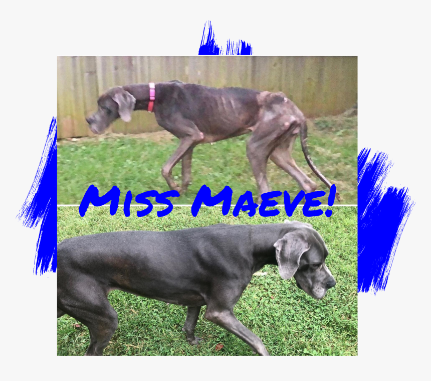 Great Dane Adoption - Weimaraner, HD Png Download