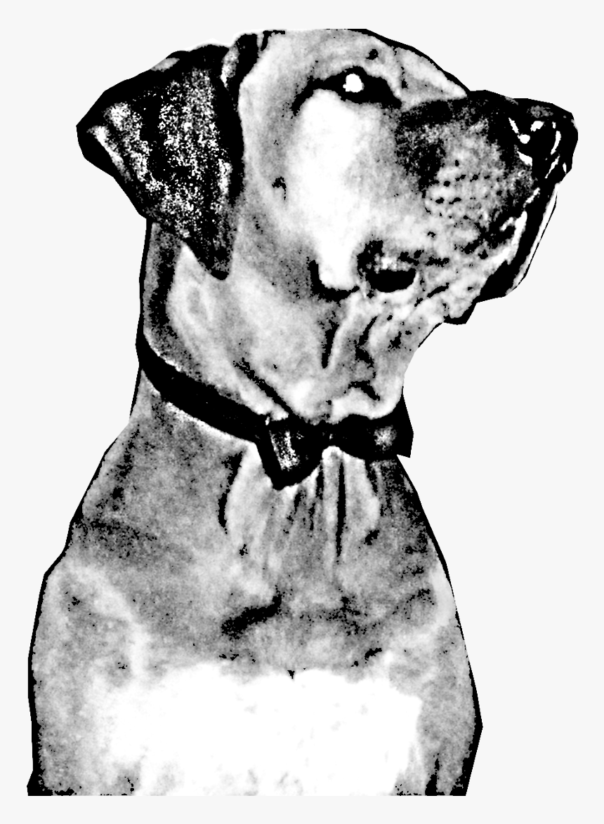 Great Dane Dalmatian Dog Dog Breed Jaw Snout - Companion Dog, HD Png Download