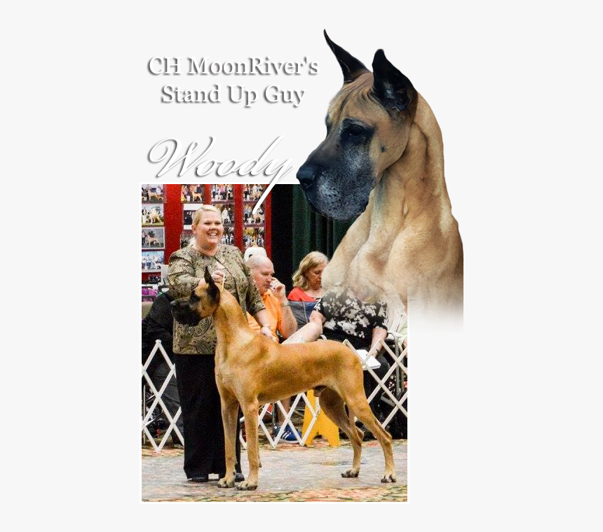 Ch Moonriver S Stand Up Guy - Great Dane, HD Png Download