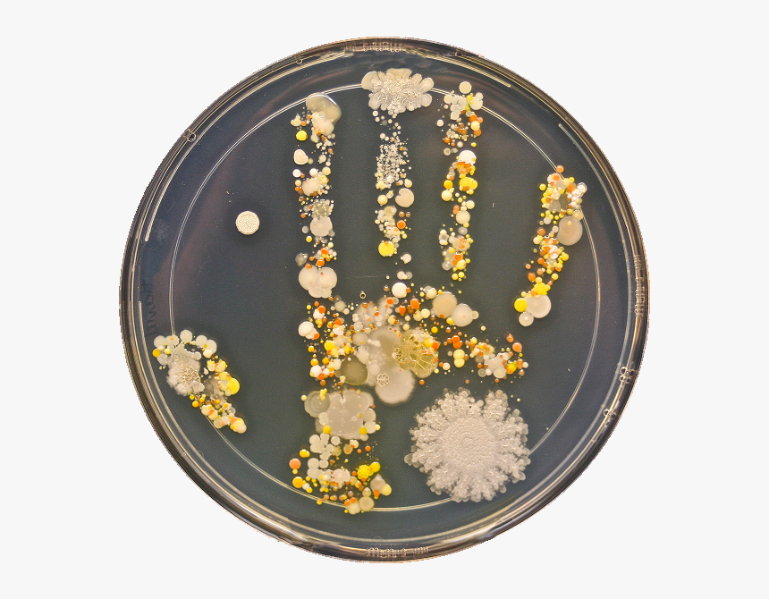 Petri Hand, HD Png Download