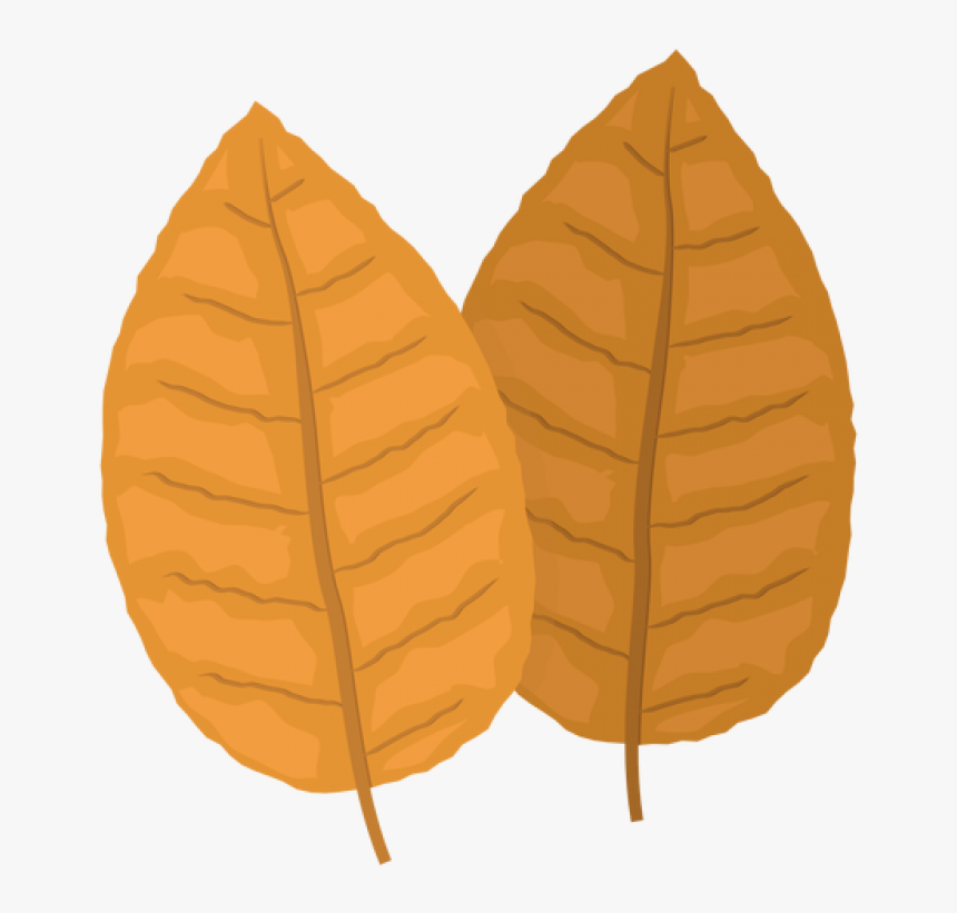 Tobacco Png Image - Tobacco Leaf Png, Transparent Png