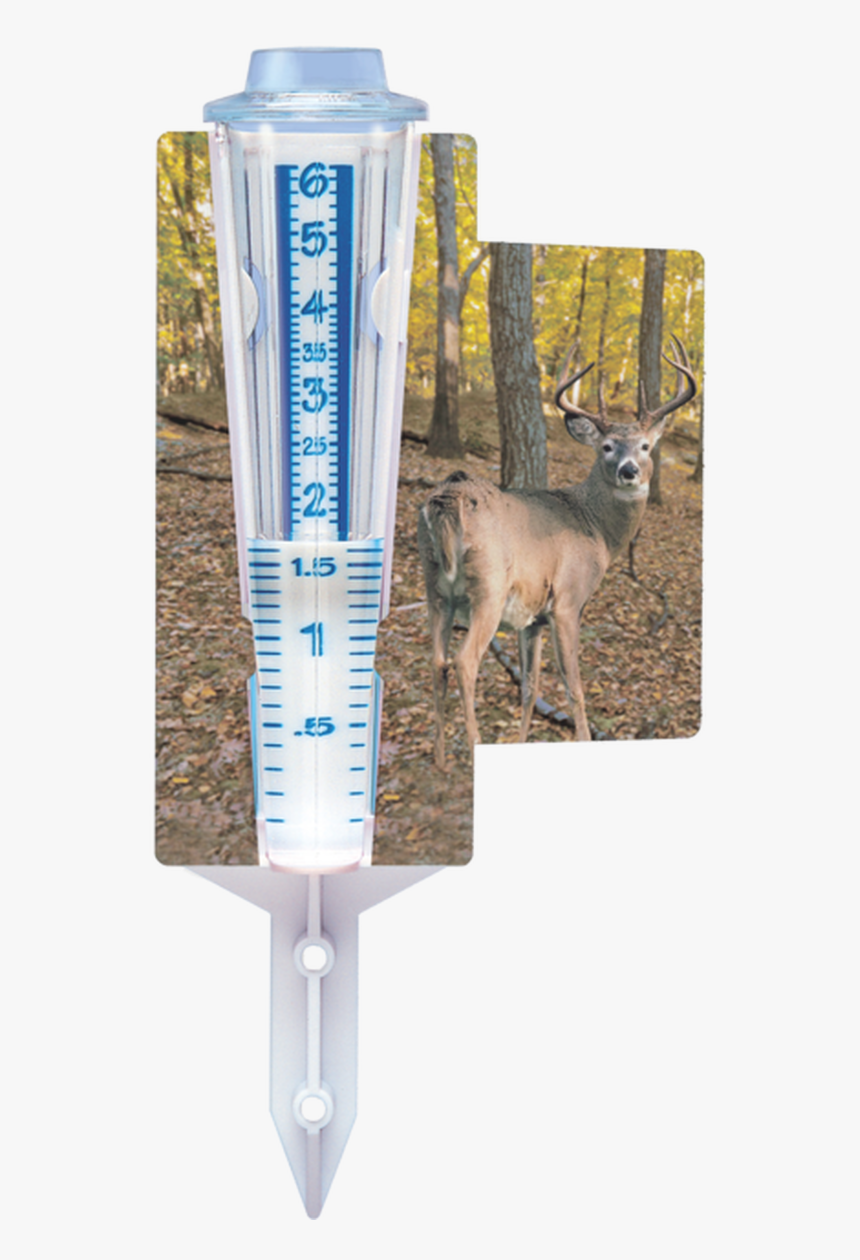 Whitetail Deer-photos - Roe Deer, HD Png Download