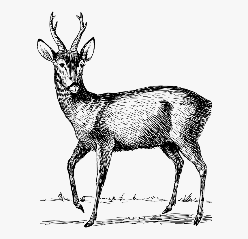 Elk,antelope,musk Deer - Roe Deer Clipart, HD Png Download