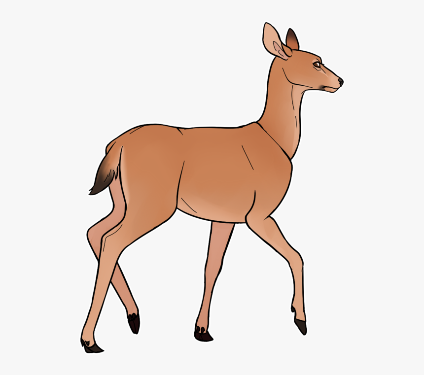 Mule Doe By Kajuale - Deer, HD Png Download