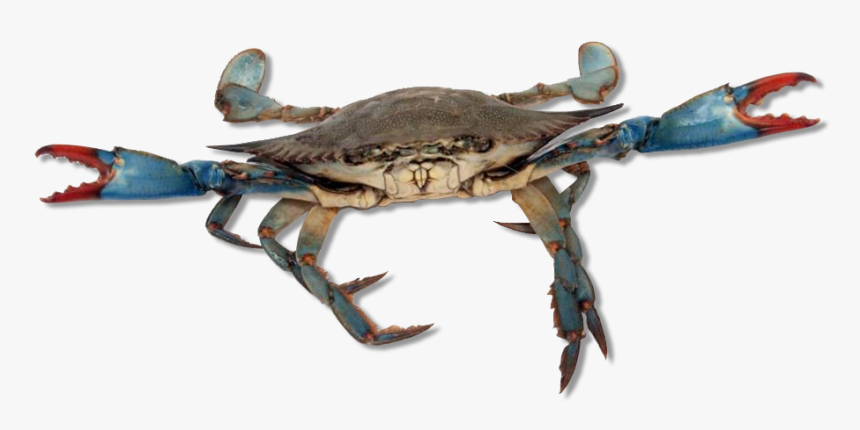Blue Crab - Live Crabs, HD Png Download