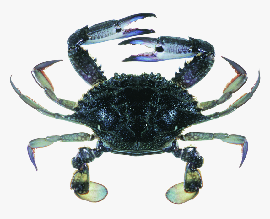 Blue Swimmer Crab, HD Png Download