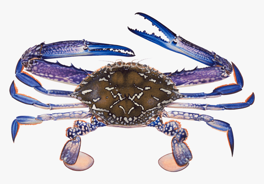 Blue Swimmer Crab , Png Download - Blue Swimming Crab Philippines, Transparent Png