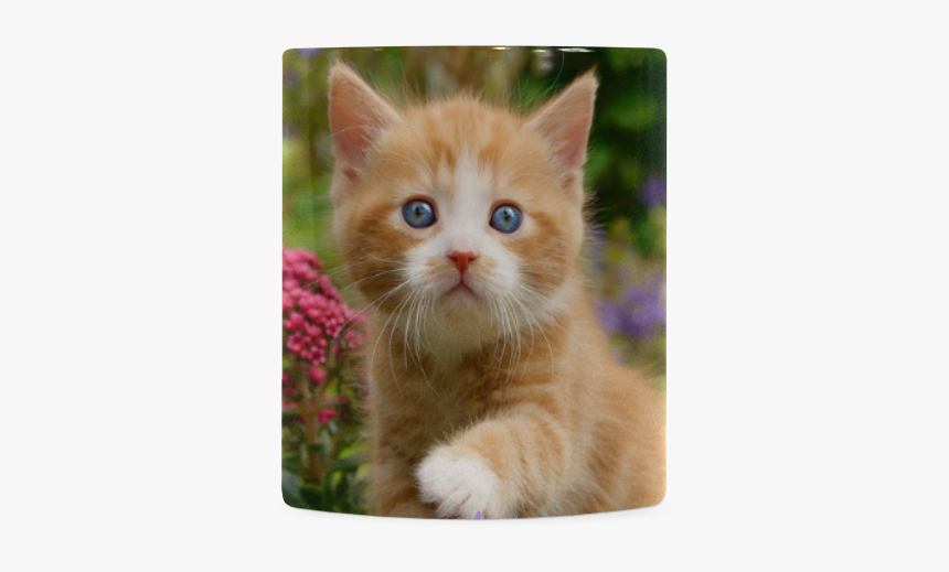 Cute Ginger Kitten Funny Baby Pet Animal In A Garden - Tabby Cat, HD Png Download