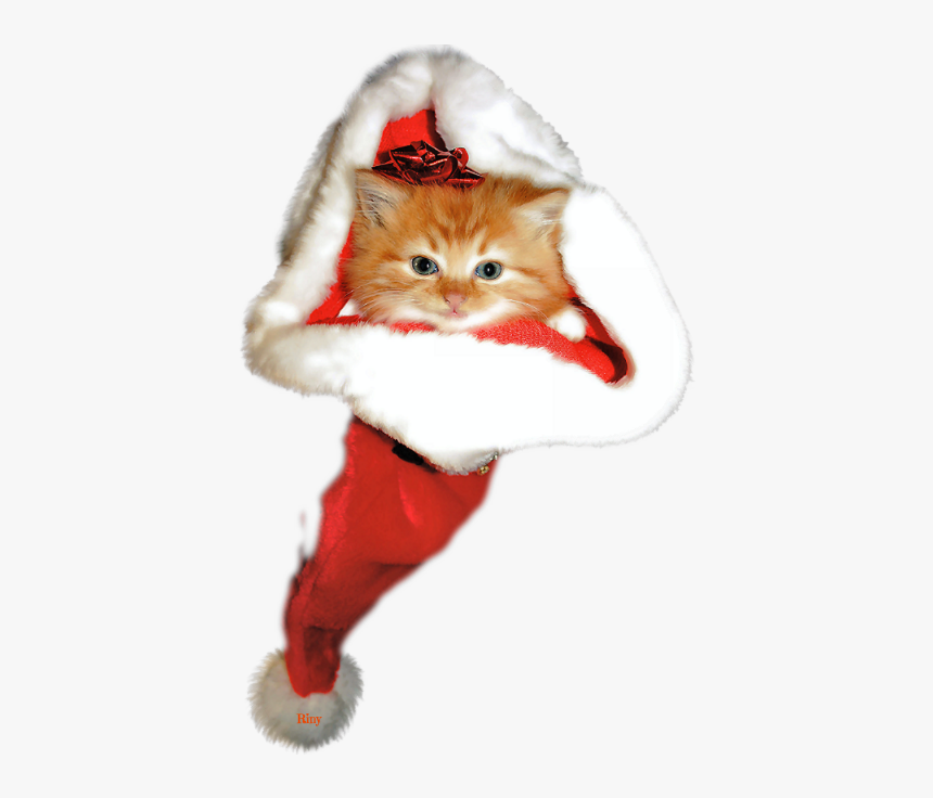 Kitten Christmas Png, Transparent Png