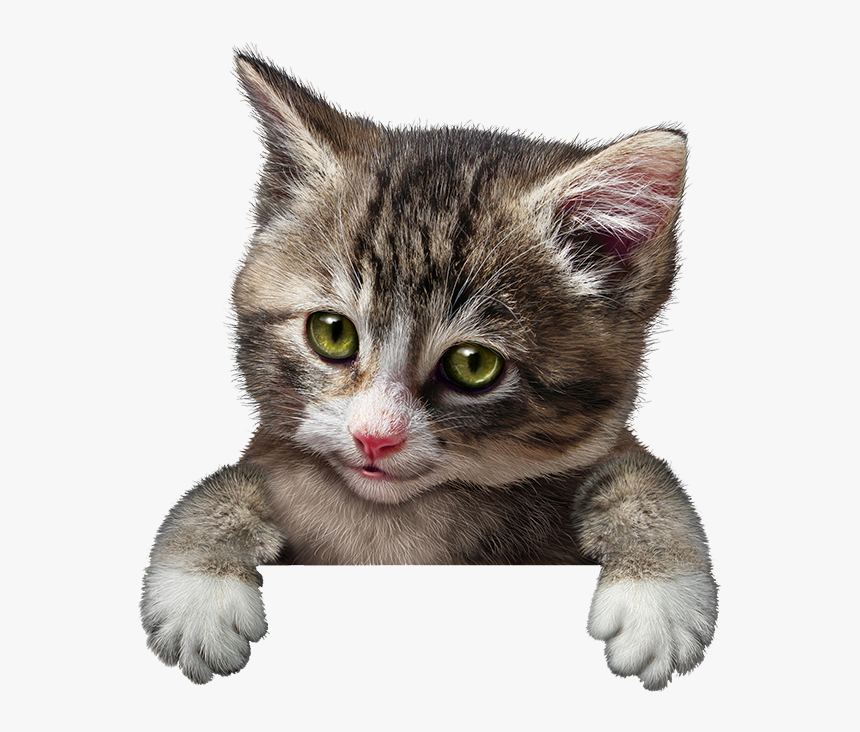 Cute Kitten Animal - Cat Holding Sign, HD Png Download