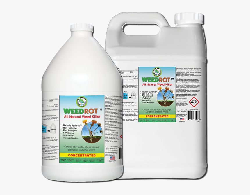 Carpenter Ant, HD Png Download