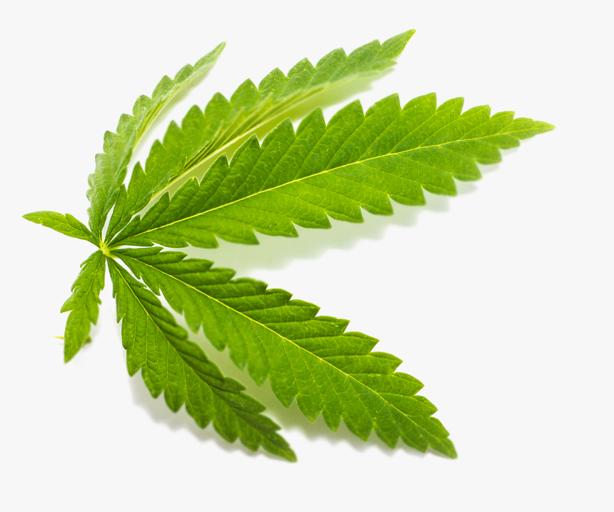 Cbd Leaf Png, Transparent Png