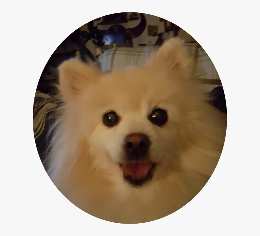 Library Books Guestbook Pomeranian - Pomeranian, HD Png Download