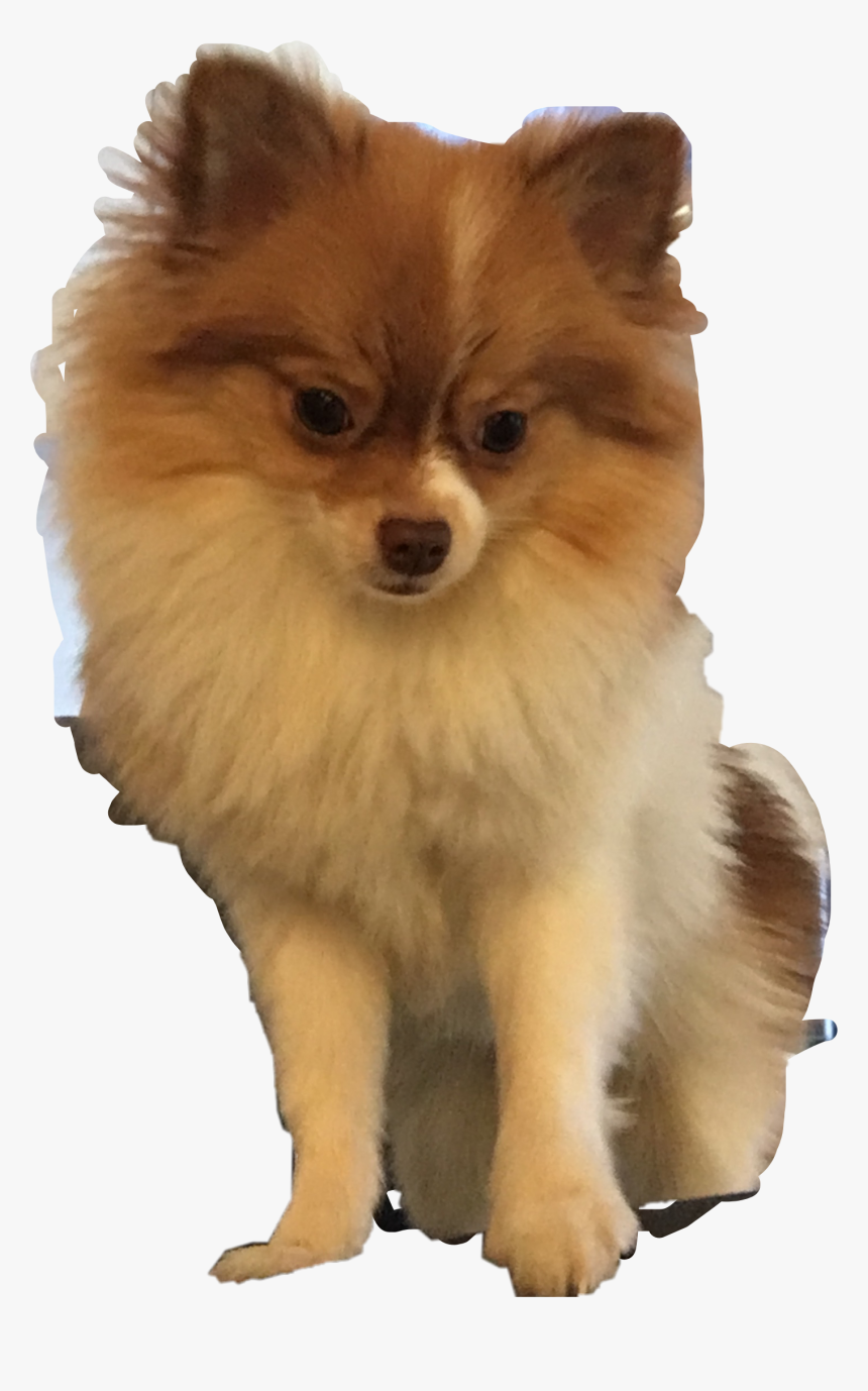 #dog #pomeranian #cute #freetoedit - German Spitz Klein, HD Png Download