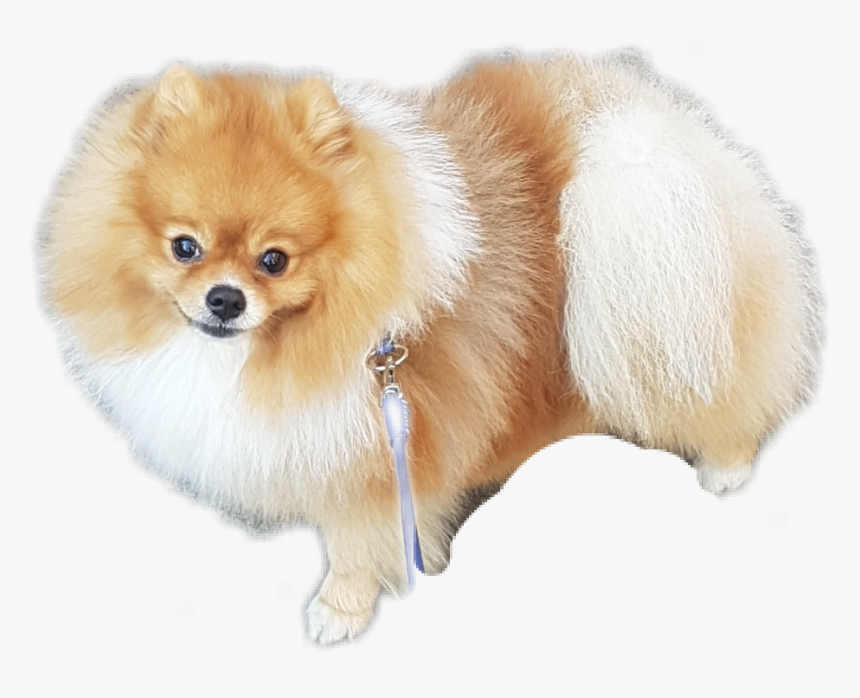 #pomeranian - German Spitz Klein, HD Png Download