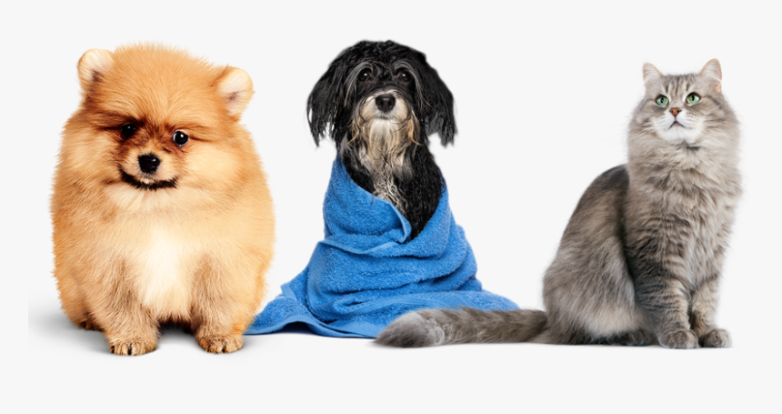 Transparent Dog Brushing Teeth Clipart - Grooming Pets, HD Png Download