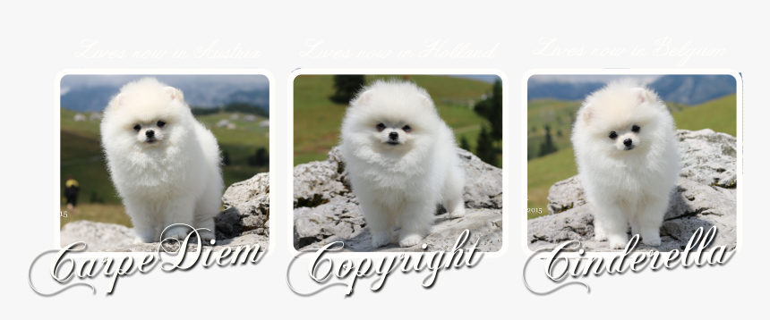 Our Puppies Leaving For The New Homes - Pomeranian, HD Png Download