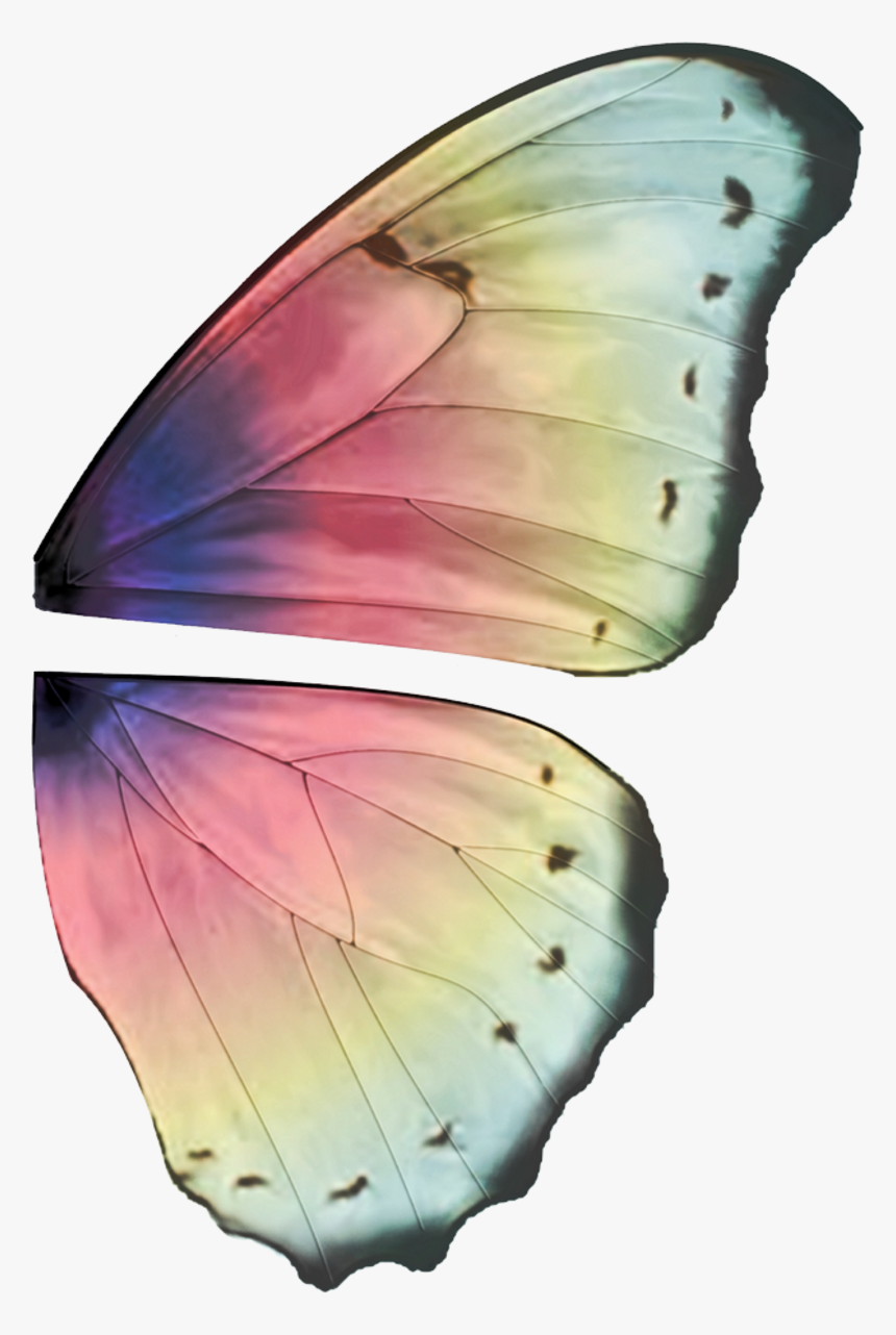 Thumb Image - Butterfly Wing Design Ideas, HD Png Download , Transparent  Png Image - PNGitem