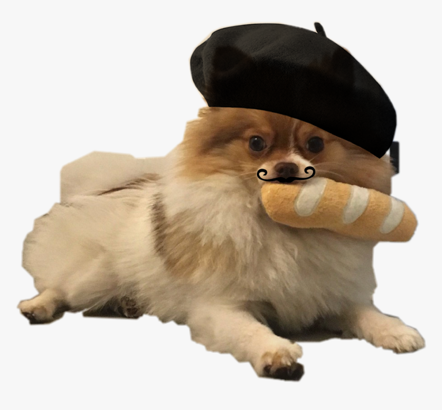 #cute #dog #pomeranian #paris #baguette #freetoedit, HD Png Download