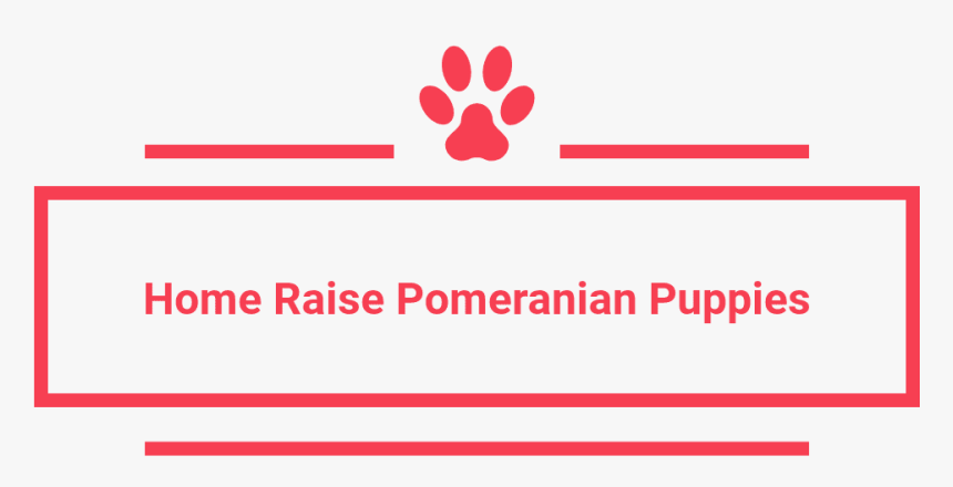 Home Raise Pomeranian Puppies - Carmine, HD Png Download