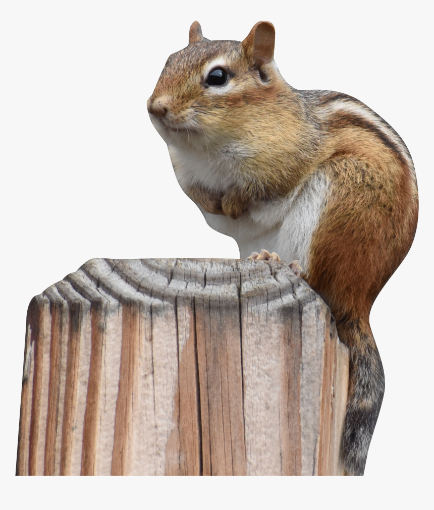 Chipmunk, HD Png Download