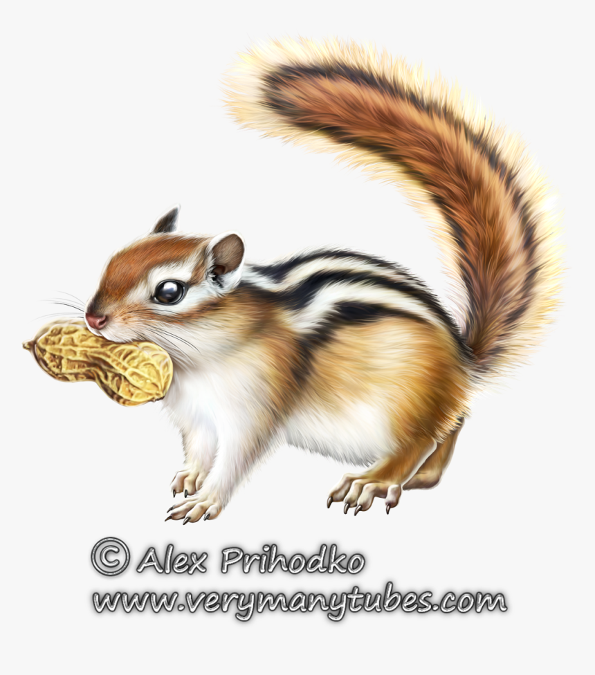 Chipmunk Clipart Animal Eating - Fox Squirrel, HD Png Download