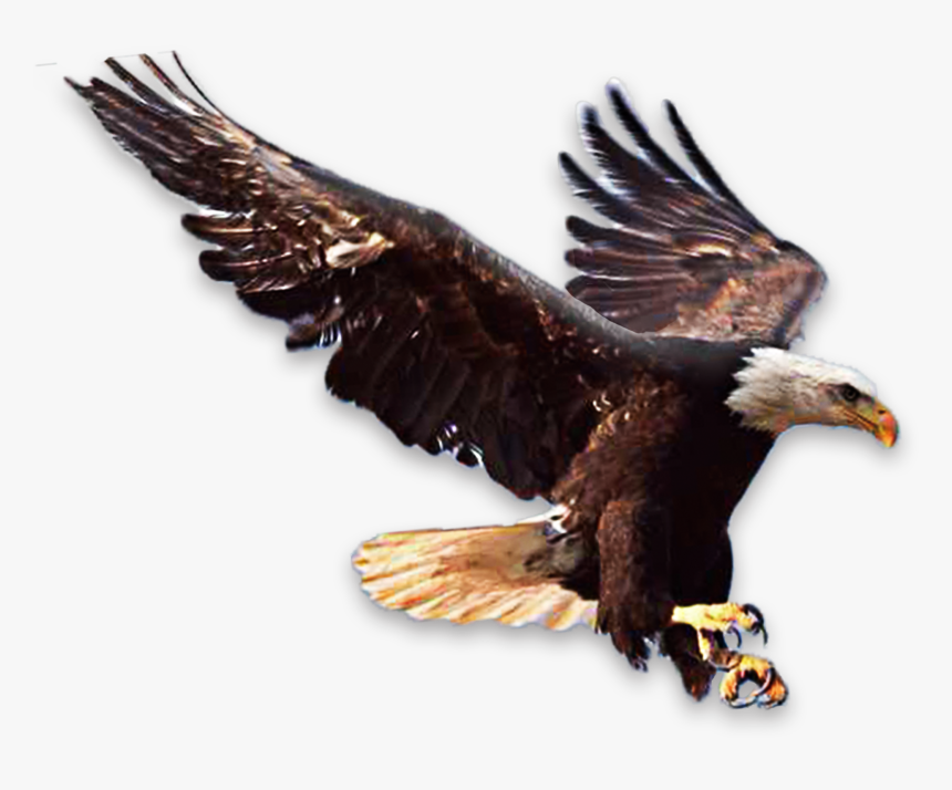 飛翔 鷹, HD Png Download
