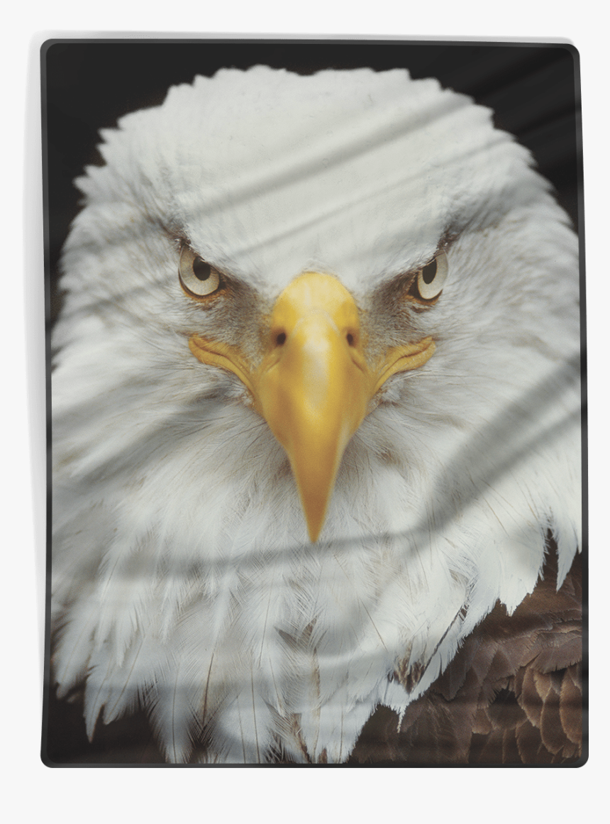 Bald Eagle, HD Png Download