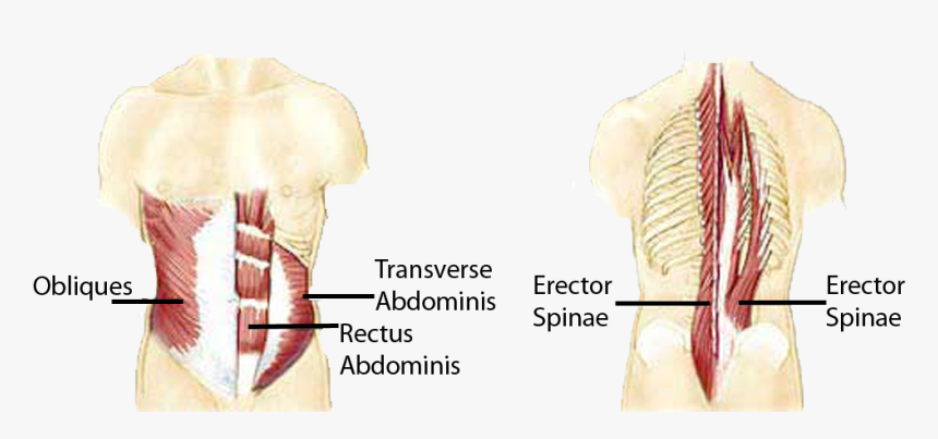 Anatomical Muscle Psrinting Png Banner Freeuse - Stabilizer Muscles, Transparent Png