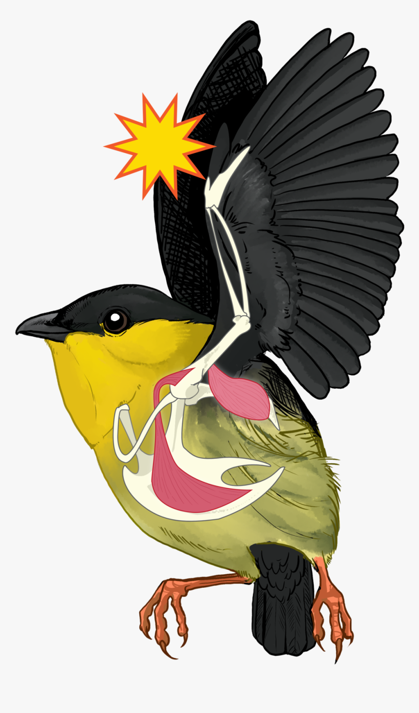 Mvit Anatomy - Illustration, HD Png Download