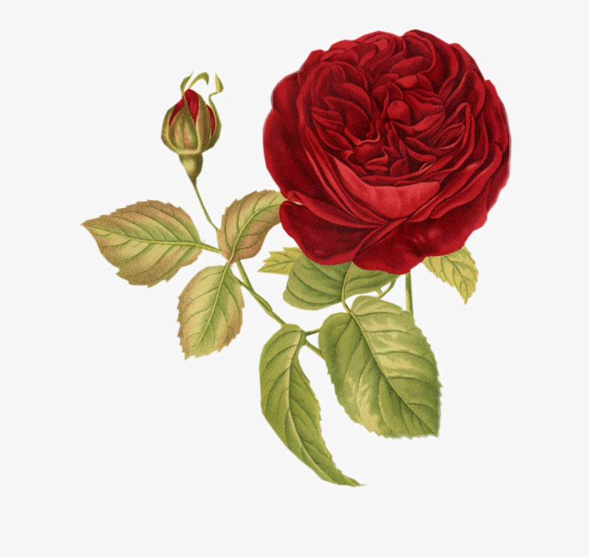 #flores #flower #rosas #flor #jardim #vintageflower - Thank You For Loving Me, HD Png Download