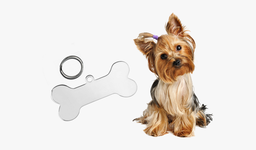 Yorkshire Terrier Transparent Background, HD Png Download