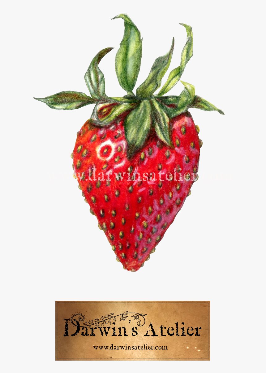 Strawberry W Logo W Watermark - Strawberry, HD Png Download