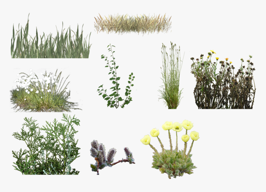 Floral Design, HD Png Download