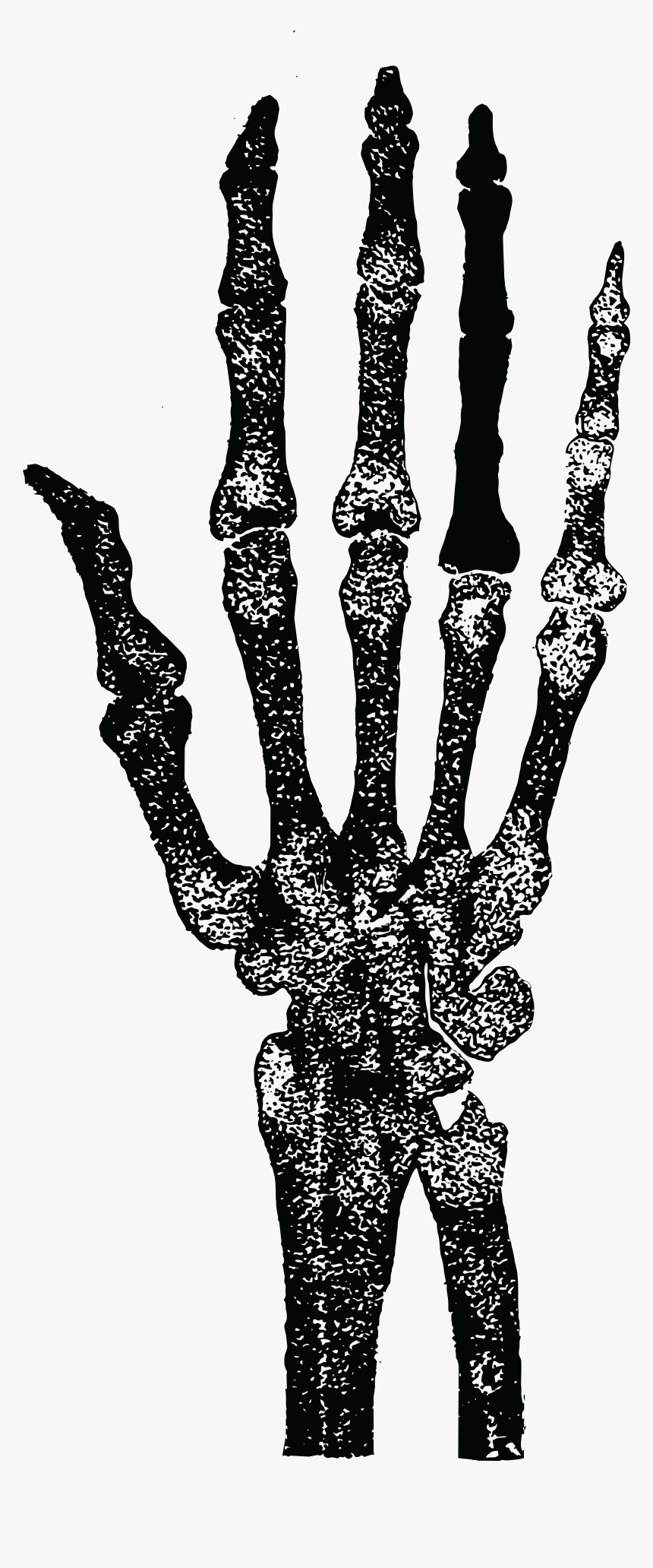 Vintage Skeleton Vintage Illustration Hand Free Photo - Skeleton Png For Picsart, Transparent Png