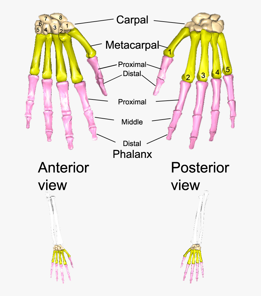 Illustration, HD Png Download