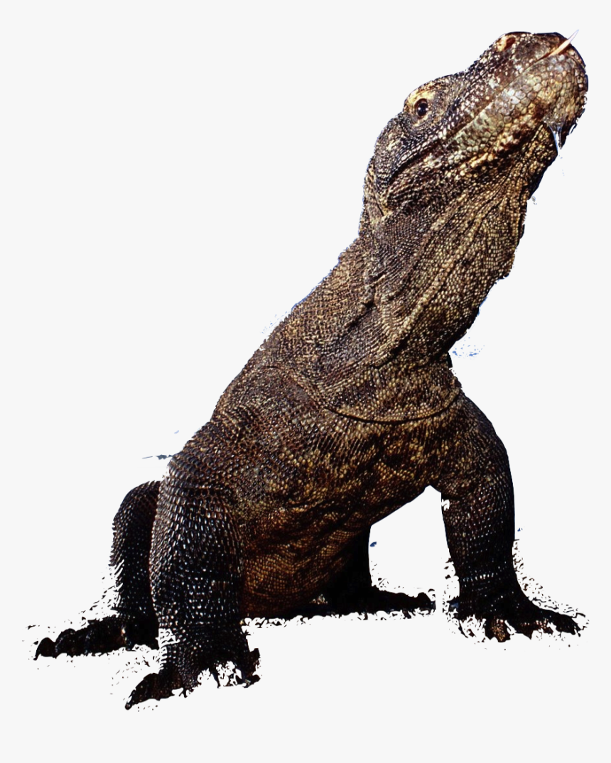 Komodo Dragon Clipart, HD Png Download