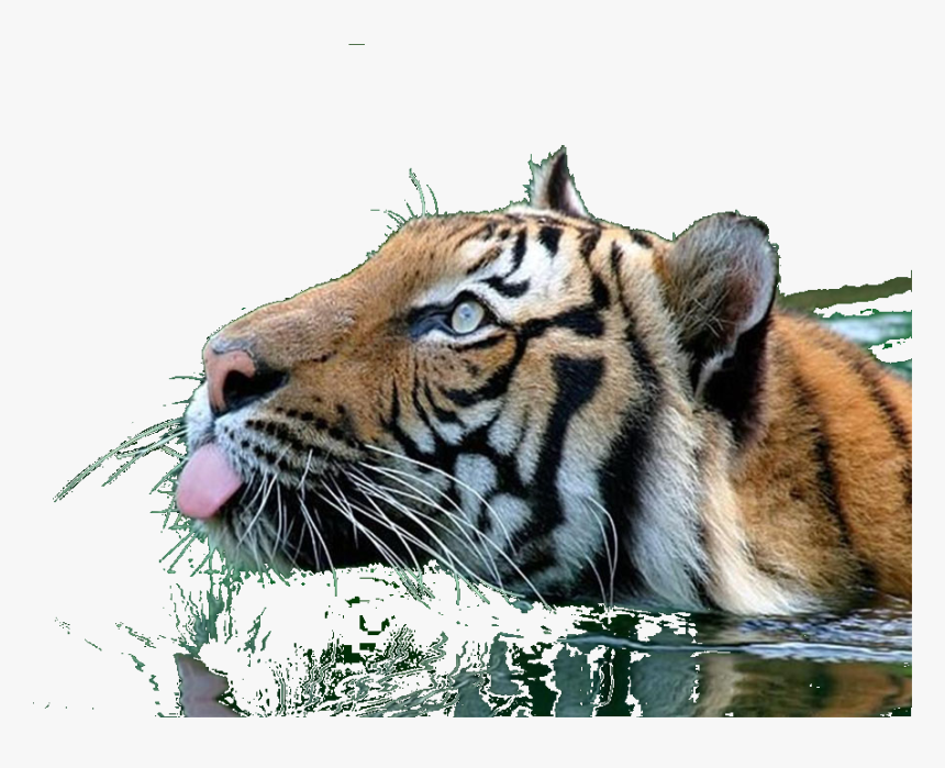 Tiger Clipart Swimming - Tiger Gif Png, Transparent Png