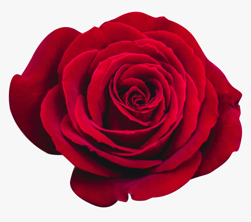 Red Rose Isolated - Floribunda, HD Png Download