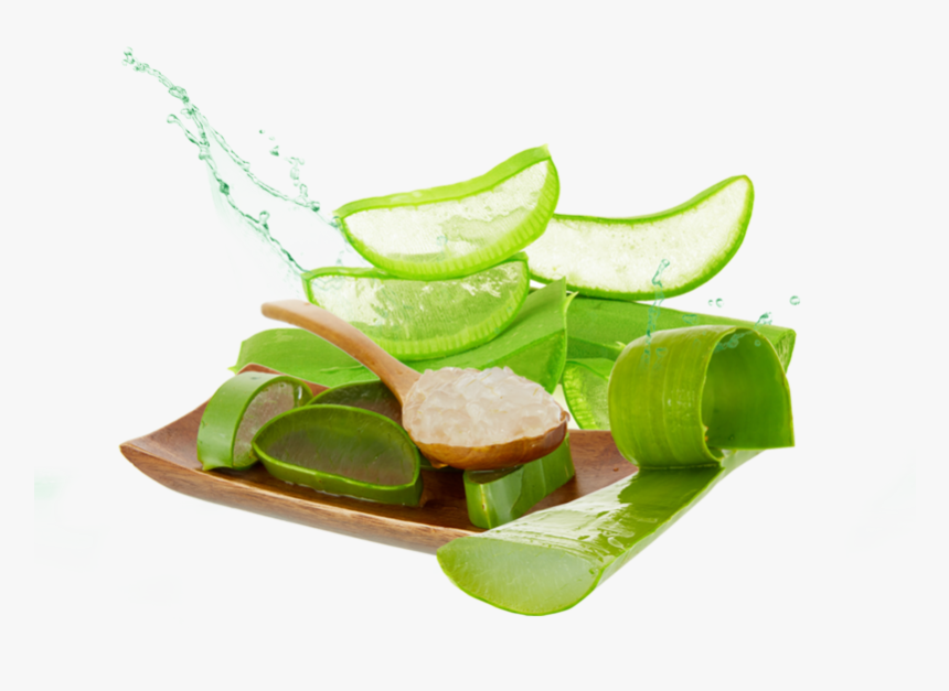 Aloe Png Photos - Aloe Vera Png File, Transparent Png