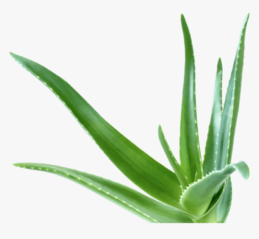 Aloe Vera, HD Png Download